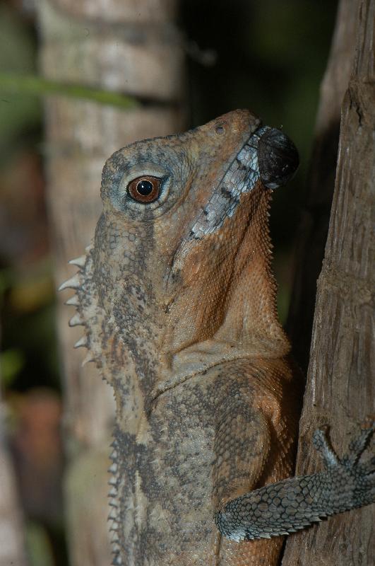 Boyd's_Forest_Dragon__Hypsilurus_boydii__006.jpg