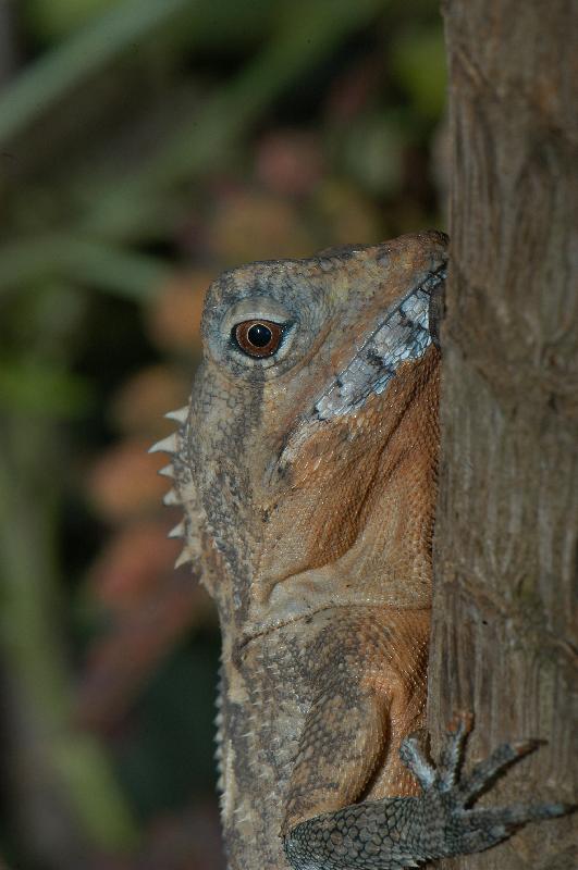 Boyd's_Forest_Dragon__Hypsilurus_boydii__007.jpg