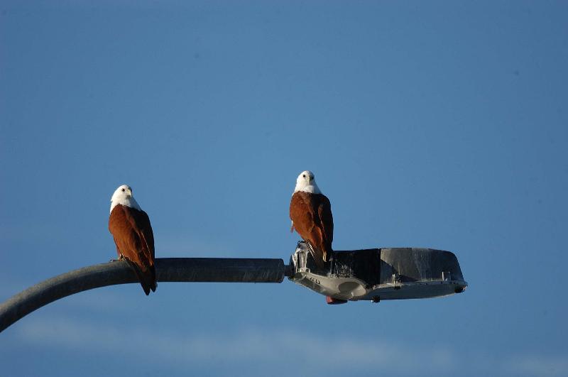 Brahminy_Kite__Haliastur_indus__001.jpg