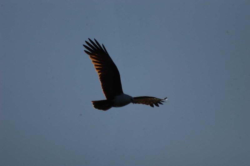 Brahminy_Kite__Haliastur_indus__002.jpg