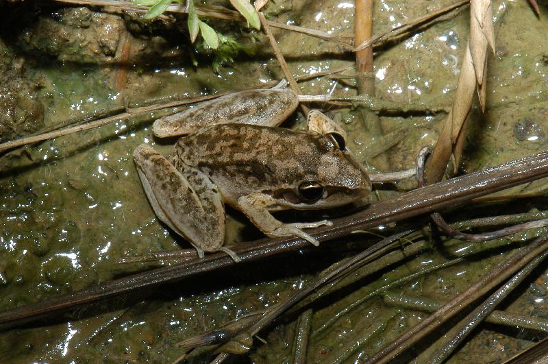 Broad-Palmed_Frog__Litoria_latopalmata__001.jpg