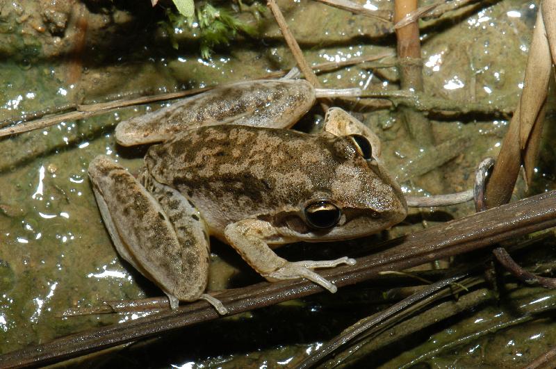 Broad-Palmed_Frog__Litoria_latopalmata__002.jpg