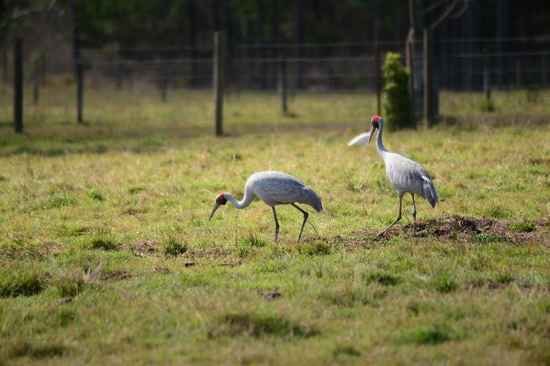 Brolga__Grus_rubicunda__002.jpg