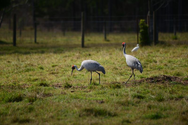 Brolga__Grus_rubicunda__003.jpg