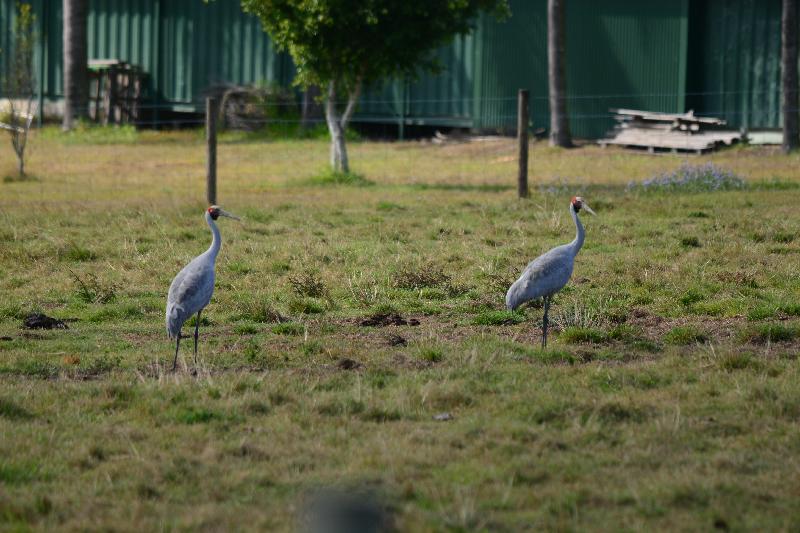 Brolga__Grus_rubicunda__008.jpg