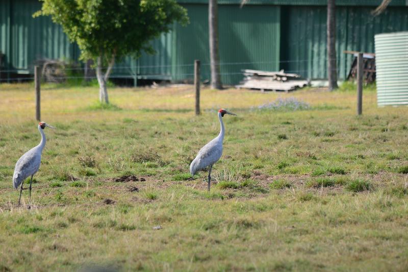 Brolga__Grus_rubicunda__009.jpg