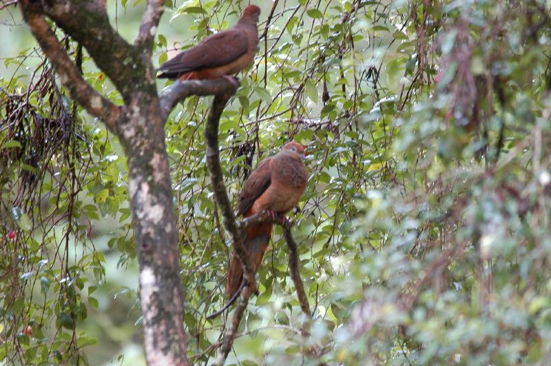 Brown_Cuckoo-Dove__Macropygia_amboinensis__001.jpg