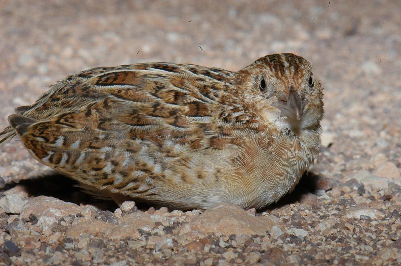 Brown_Quail__Coturnix_ypsilophora__002.jpg