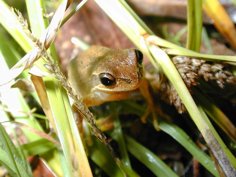 Brown_Tree_Frog__Litoria_ewingii__001.jpg