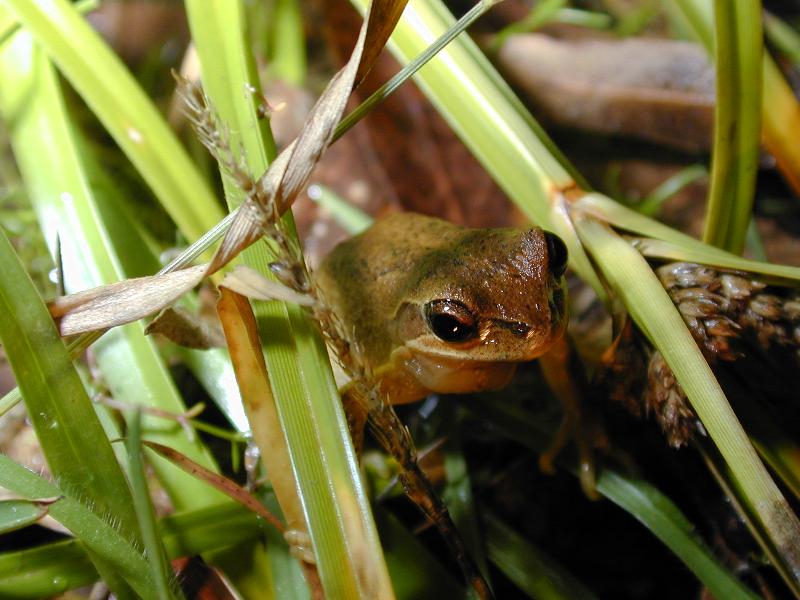 Brown_Tree_Frog__Litoria_ewingii__002.jpg