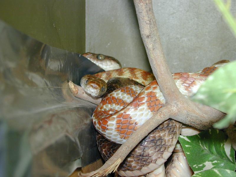 Brown_Tree_Snake__Boiga_irregularis__001.jpg