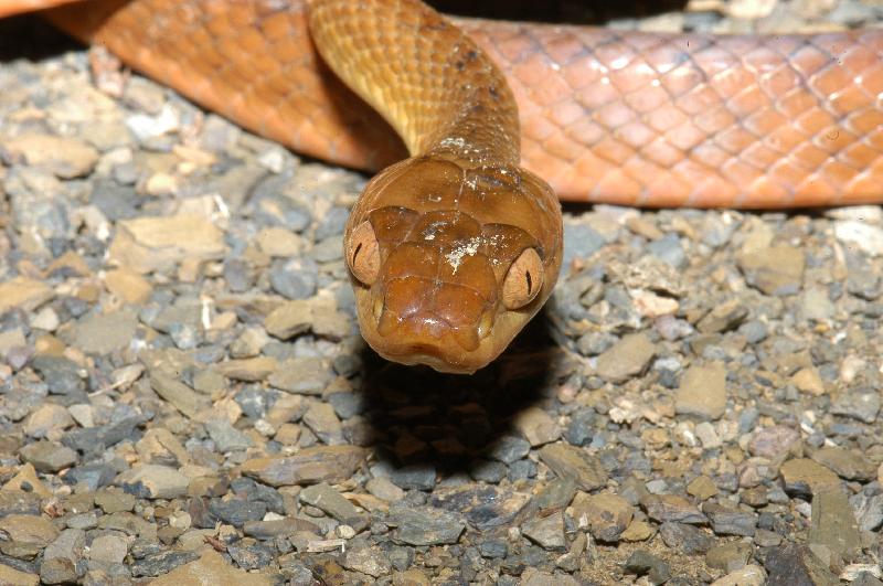 Brown_Tree_Snake__Boiga_irregularis__002.jpg