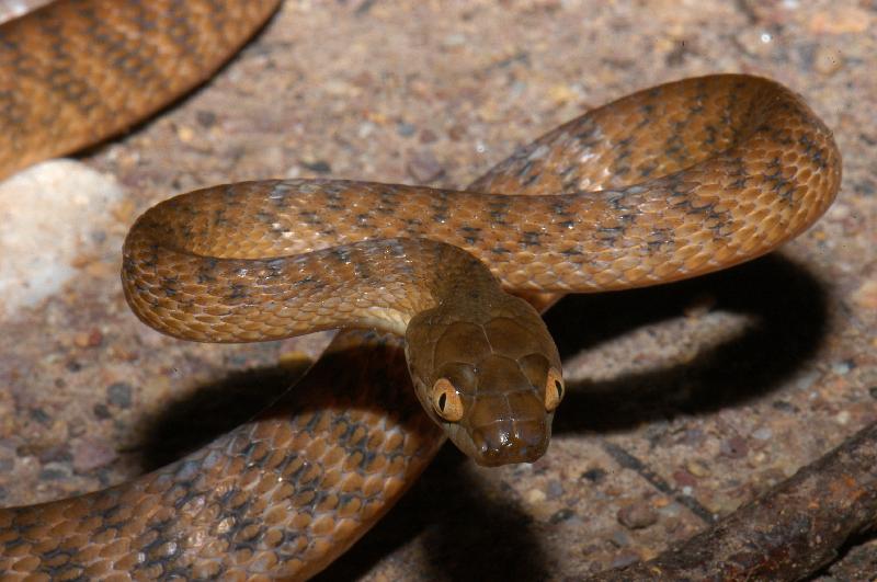 Brown_Tree_Snake__Boiga_irregularis__004.jpg