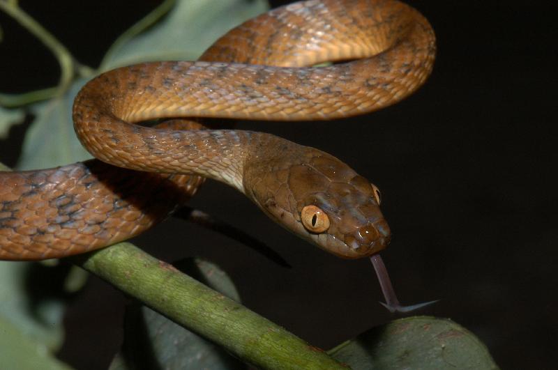 Brown_Tree_Snake__Boiga_irregularis__007.jpg