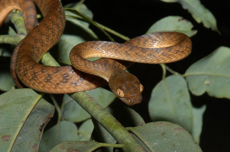 Brown_Tree_Snake__Boiga_irregularis__009.jpg