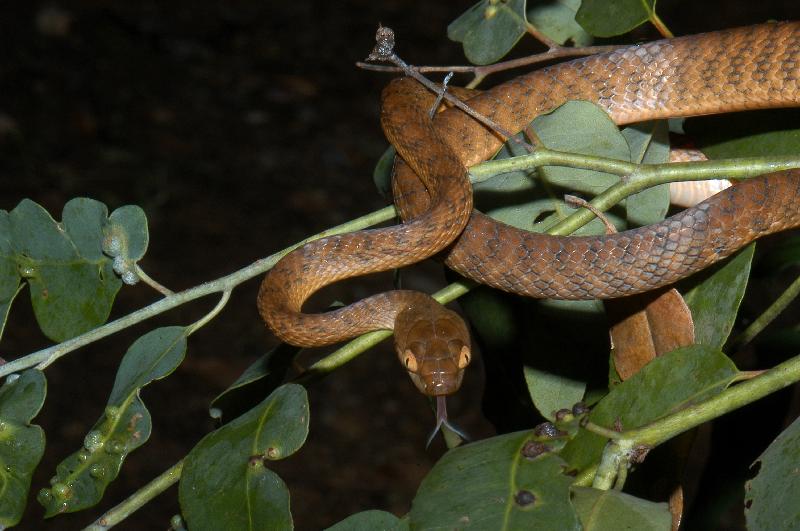 Brown_Tree_Snake__Boiga_irregularis__011.jpg