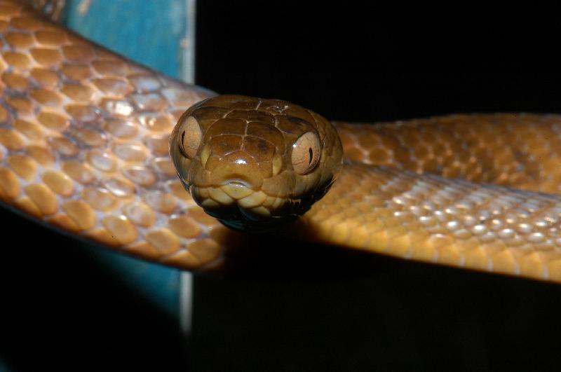 Brown_Tree_Snake__Boiga_irregularis__014.jpg