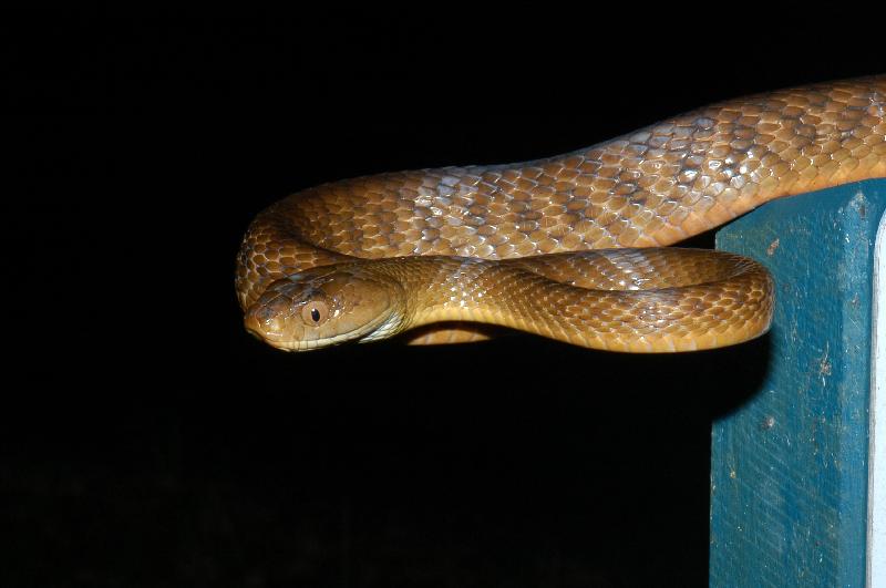 Brown_Tree_Snake__Boiga_irregularis__016.jpg