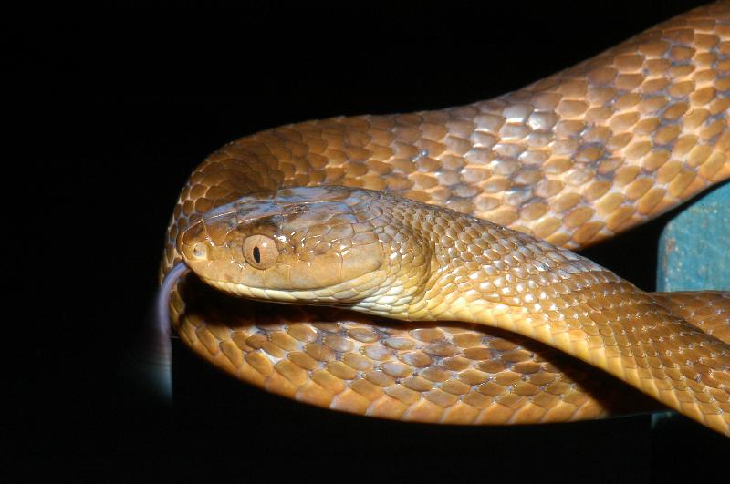 Brown_Tree_Snake__Boiga_irregularis__017.jpg