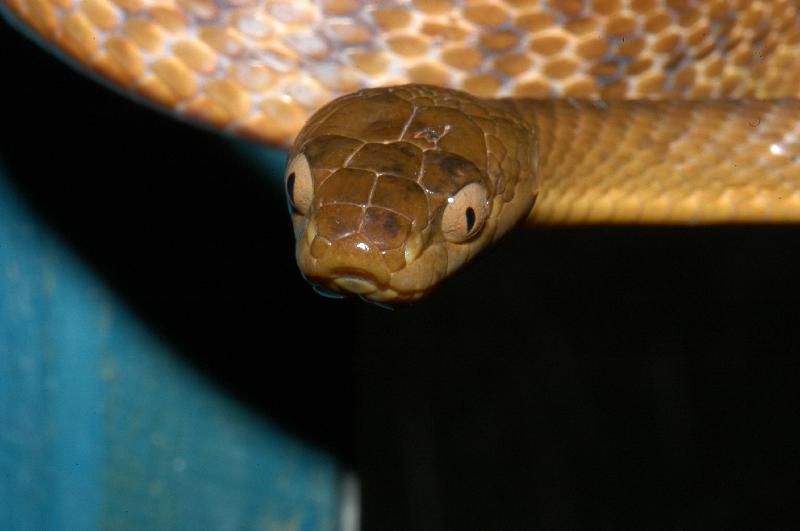 Brown_Tree_Snake__Boiga_irregularis__018.jpg