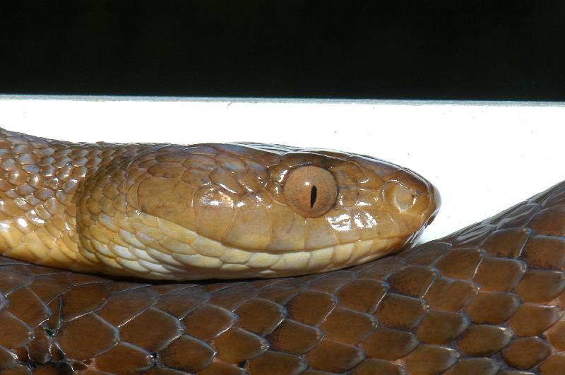 Brown_Tree_Snake__Boiga_irregularis__019.jpg