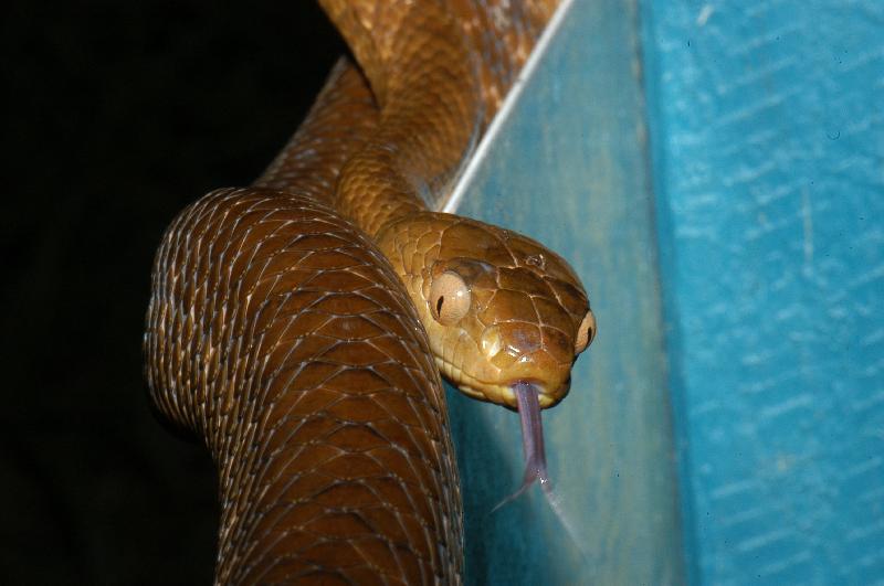 Brown_Tree_Snake__Boiga_irregularis__020.jpg