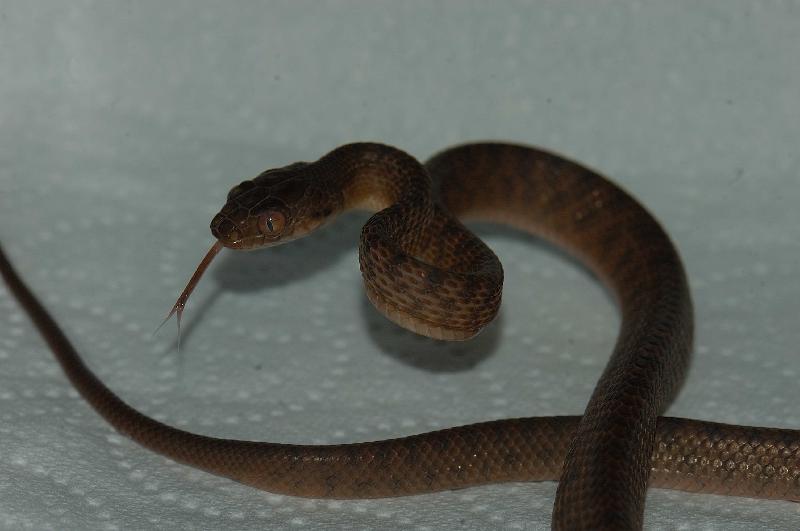 Brown_Tree_Snake__Boiga_irregularis__022.jpg