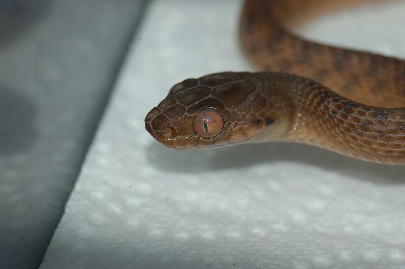 Brown_Tree_Snake__Boiga_irregularis__023.jpg