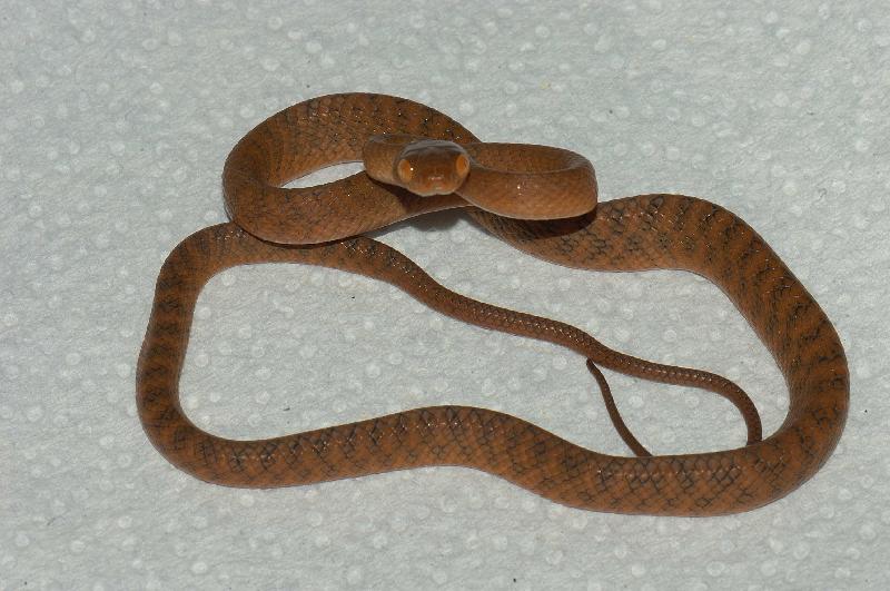 Brown_Tree_Snake__Boiga_irregularis__024.jpg