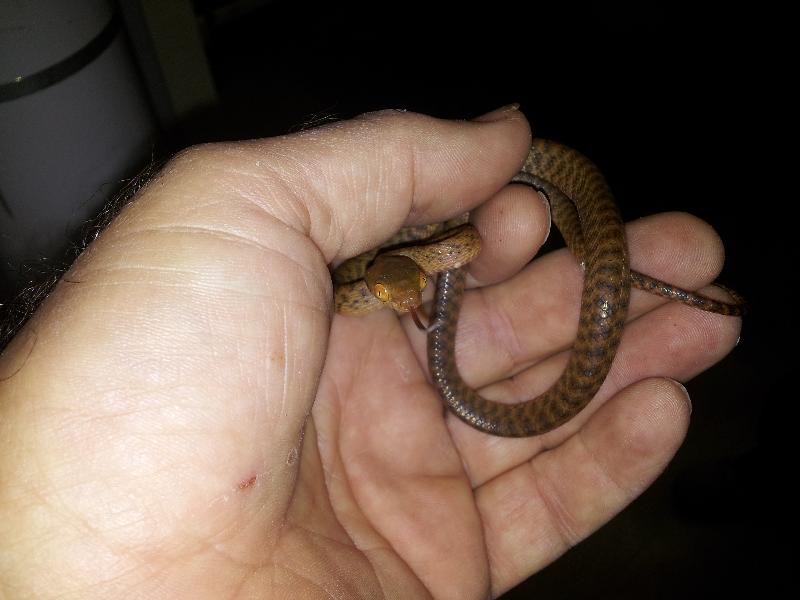 Brown_Tree_Snake__Boiga_irregularis__027.jpg