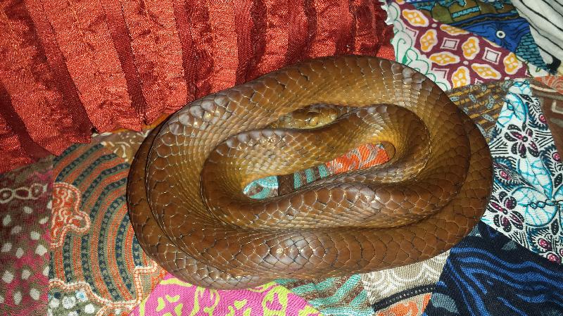 Brown_Tree_Snake__Boiga_irregularis__031.jpg