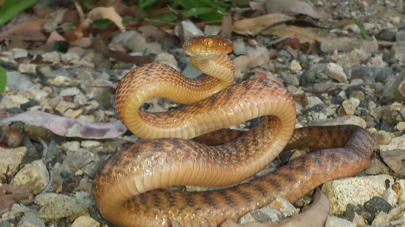 Brown_Tree_Snake__Boiga_irregularis__032.jpg