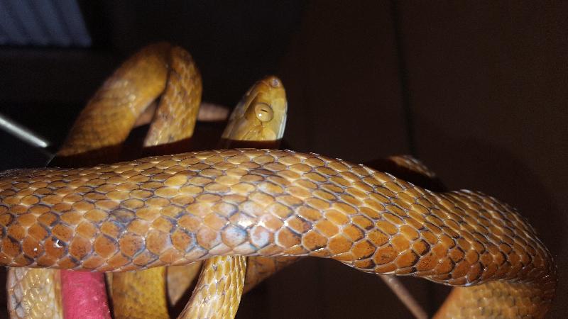 Brown_Tree_Snake__Boiga_irregularis__041.jpg