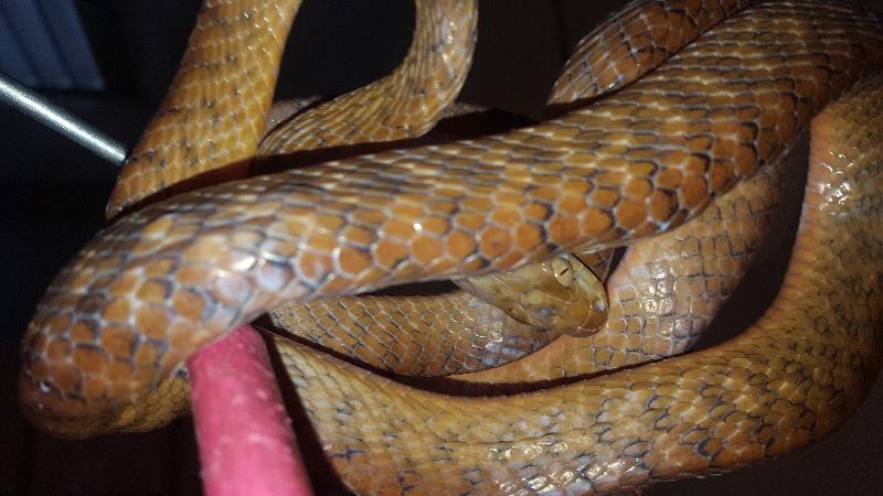 Brown_Tree_Snake__Boiga_irregularis__042.jpg