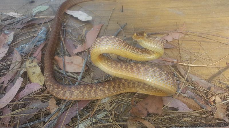 Brown_Tree_Snake__Boiga_irregularis__045.jpg