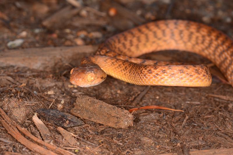 Brown_Tree_Snake__Boiga_irregularis__050.jpg