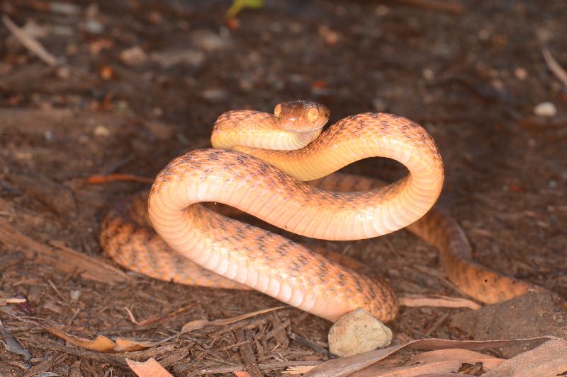 Brown_Tree_Snake__Boiga_irregularis__056.jpg