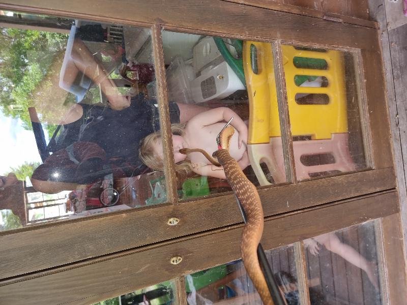 Brown_Tree_Snake__Boiga_irregularis__089.jpg
