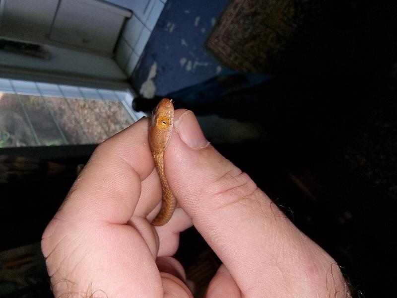 Brown_Tree_Snake__Boiga_irregularis__093.jpg