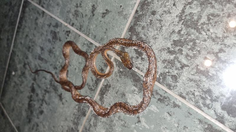 Brown_Tree_Snake__Boiga_irregularis__102.jpg