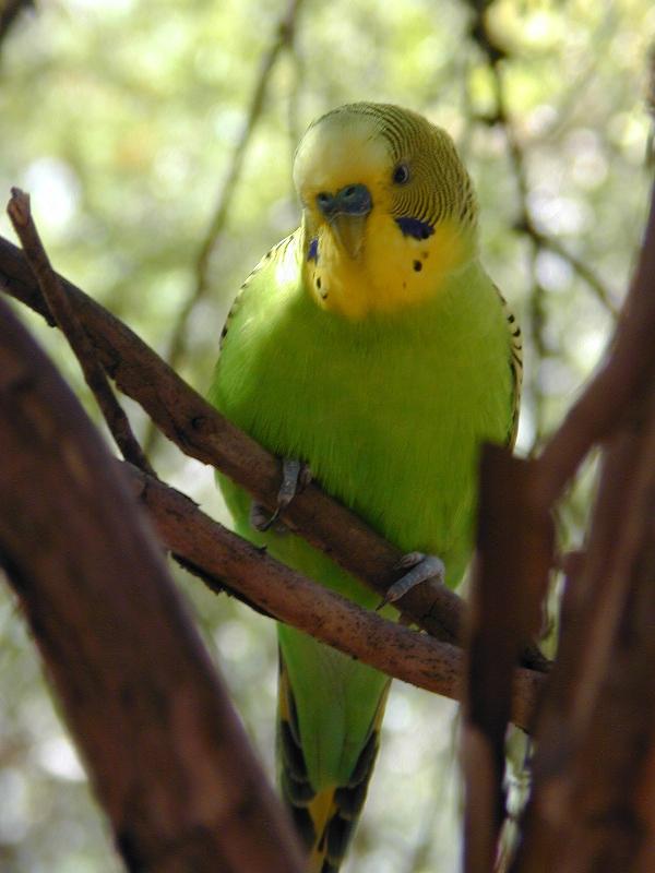 Budgerigar__Melopsittacus_undulatus__002.jpg