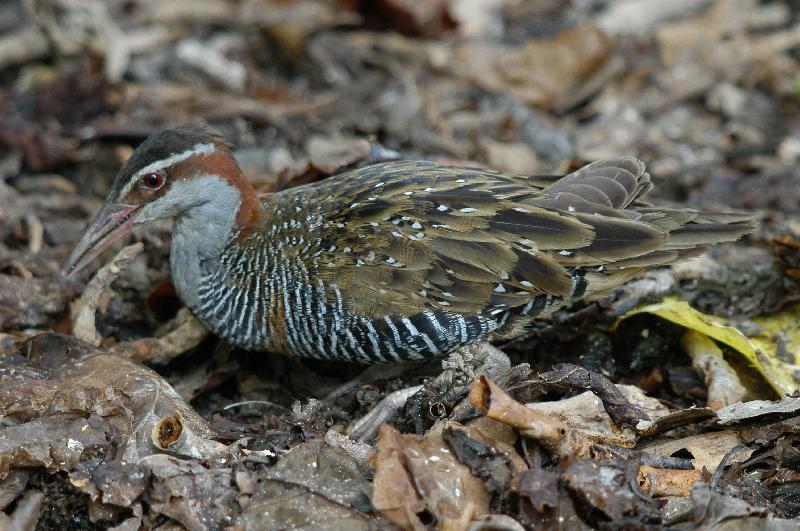 Buff-banded_Rail__Gallirallus_philippensis__002.jpg