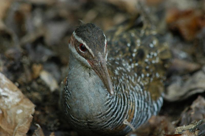 Buff-banded_Rail__Gallirallus_philippensis__003.jpg