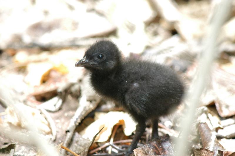 Buff-banded_Rail__Gallirallus_philippensis__004.jpg