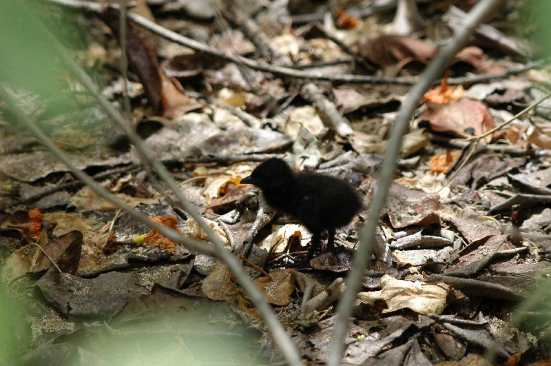 Buff-banded_Rail__Gallirallus_philippensis__005.jpg