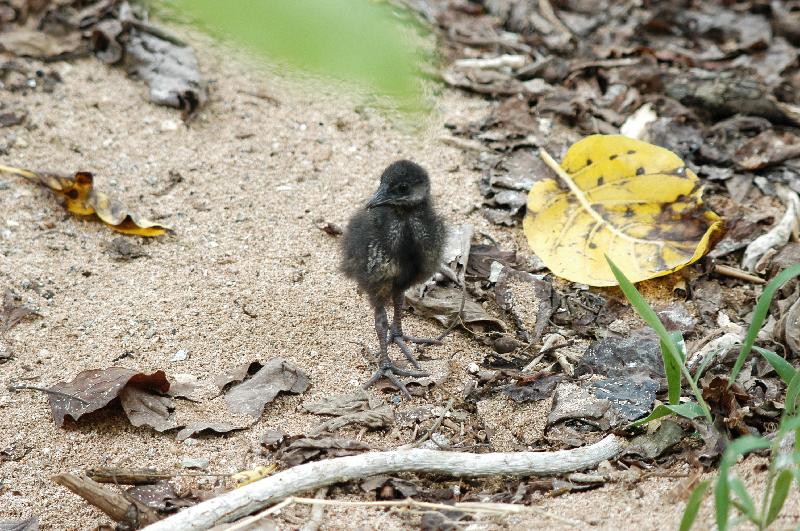 Buff-banded_Rail__Gallirallus_philippensis__006.jpg