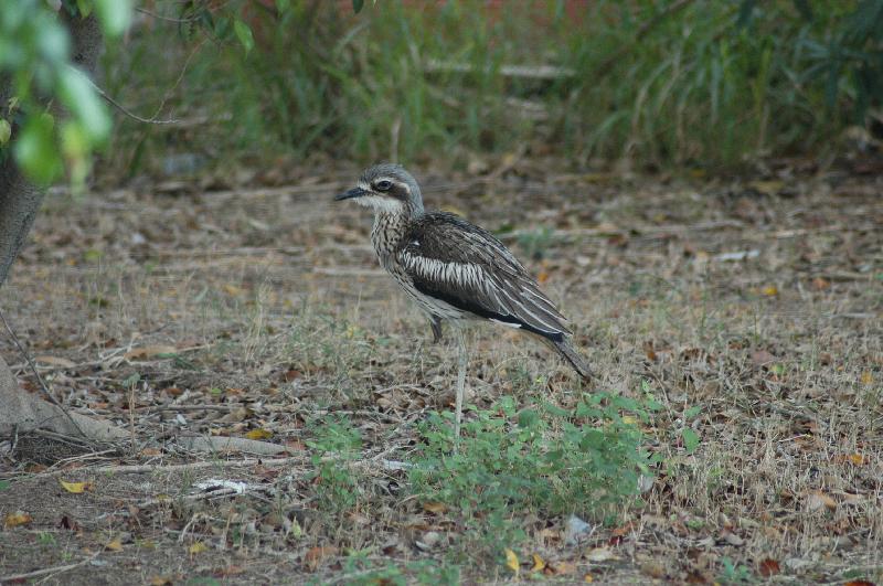 Bush_Stone-curlew__Burhinus_grallarius__003.jpg