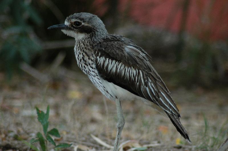 Bush_Stone-curlew__Burhinus_grallarius__004.jpg