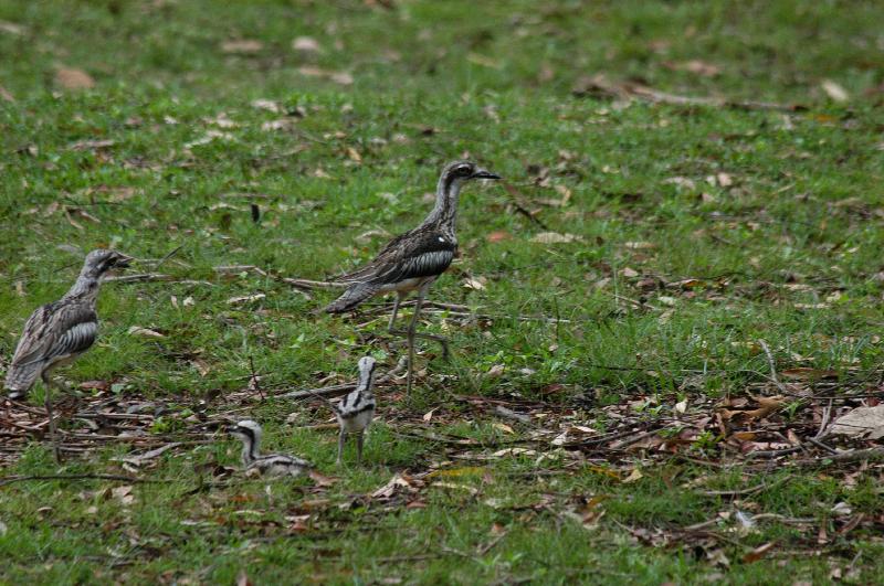 Bush_Stone-curlew__Burhinus_grallarius__005.jpg