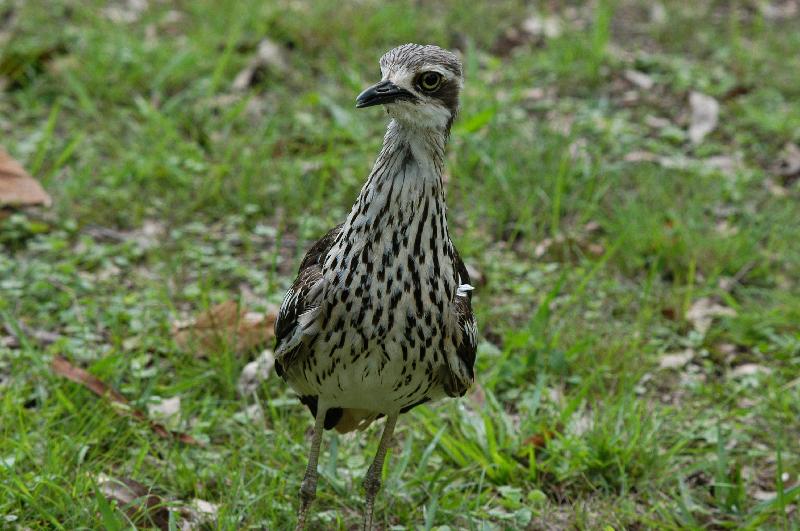 Bush_Stone-curlew__Burhinus_grallarius__006.jpg